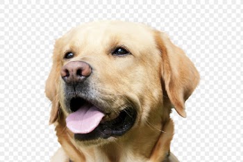 Labrador retriever png, dog, transparent | Free PNG - rawpixel