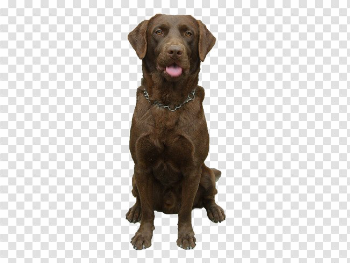 Labrador Retriever PNG Photo