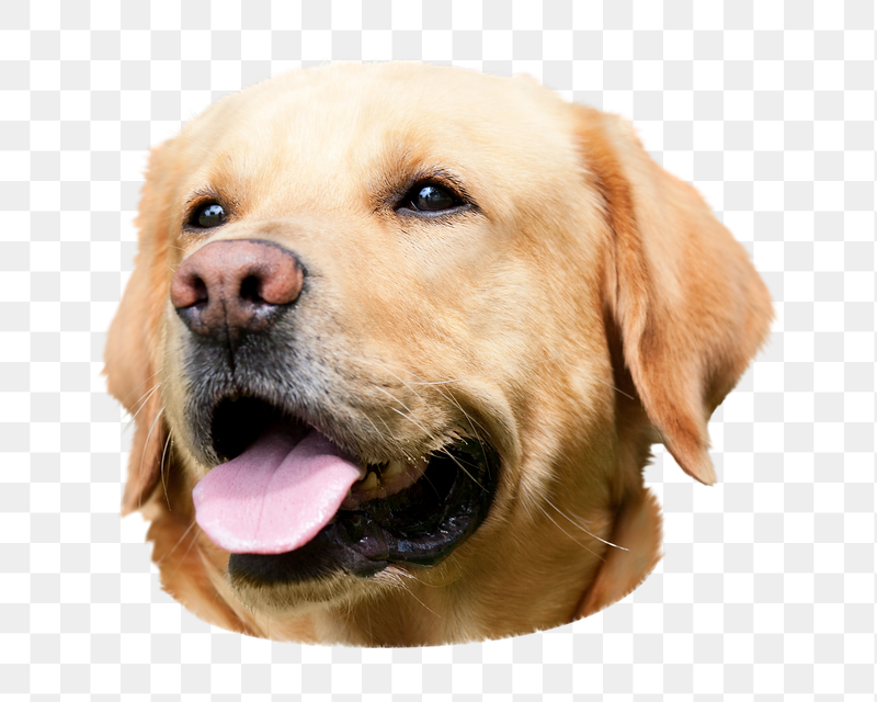 Labrador retriever png sticker, transparent | Free PNG - rawpixel