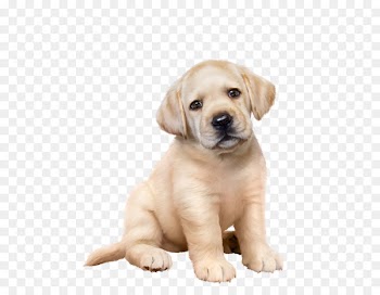 Labrador Retriever Puppy Golden Retriever American Pit Bull Terrier Dog breed - puppy 
