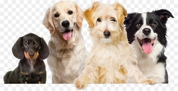 Labrador Retriever Puppy Pet Dog grooming Dog Food - dogs 