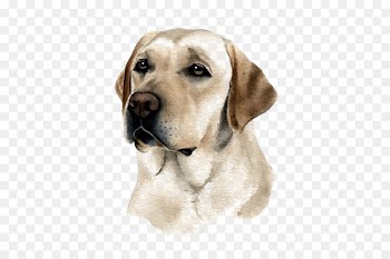 Labrador Retriever Puppy Purebred dog Watercolor painting - Pet Labrador dog 