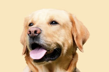 Labrador retriever sticker, dog design | Free PSD - rawpixel