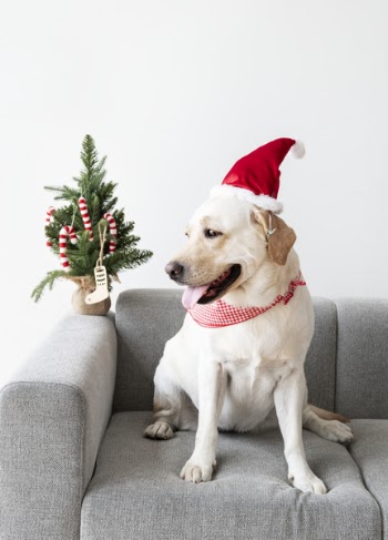 Labrador Retriever With Santa Hat Sitting On Sofa