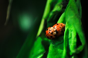 Laby Bugs Mating on Green Surface