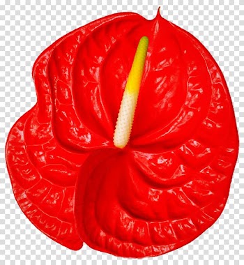 Laceleaf Flower Fruit, others transparent background PNG clipart