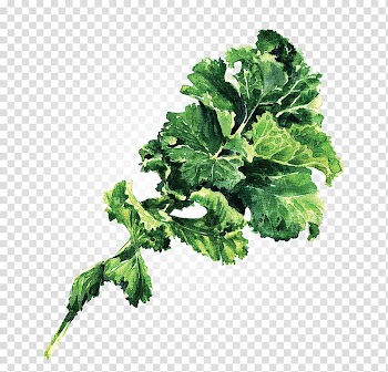 Lacinato kale Leaf vegetable , cabbage transparent background PNG clipart