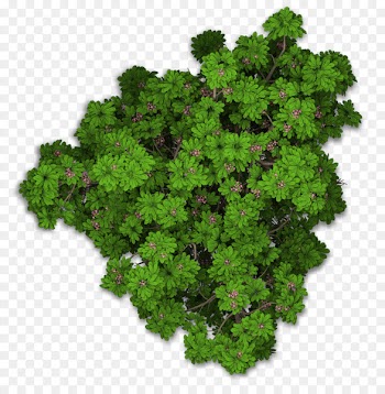 Lacinato kale Sweet chestnut Leaf vegetable Plant - tree top view 