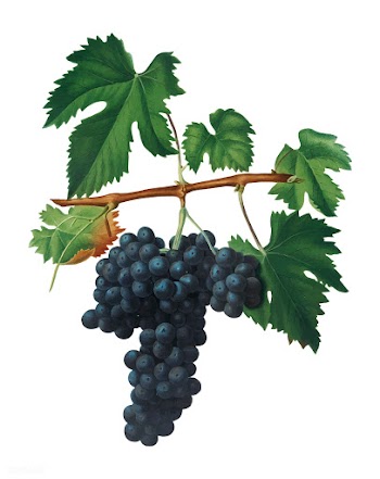 Lacrima grapes from Pomona Italiana illustrat.. | Free stock vector - 487789