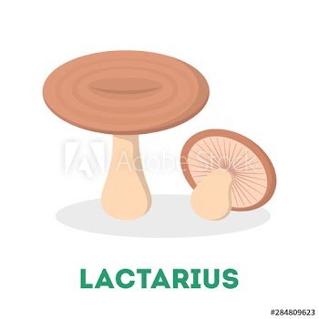 Lactarius mushroom