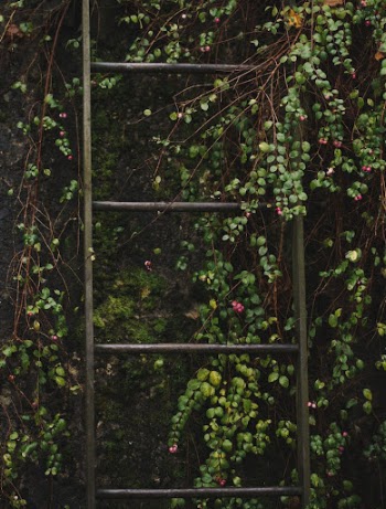Ladder on Vines