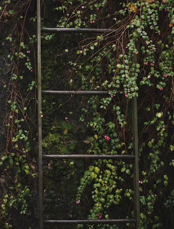 Ladder on Vines