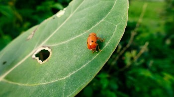 Lady Bug