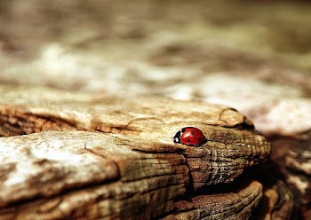 Lady Bug Above the Brown Wood in Macro Photography