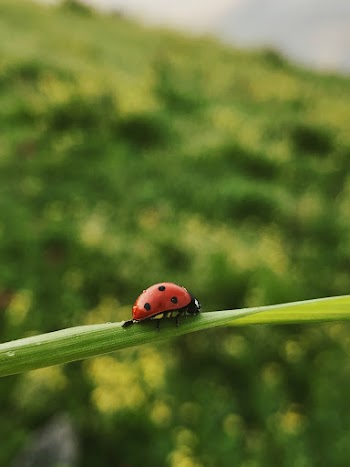 Lady Bug on Leaf