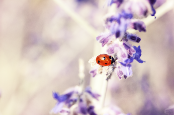 Lady Bug on Purple Flower