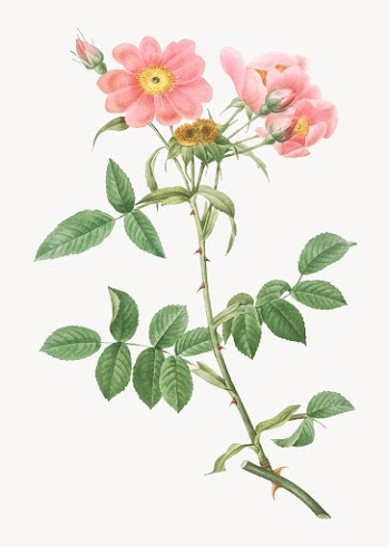 Lady monson rose in bloom | Free stock vector - 574346