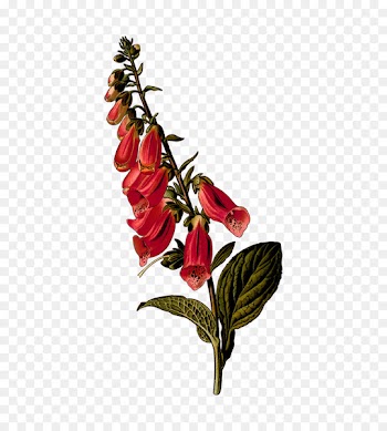Lady's glove Botanical illustration Drawing Design -  