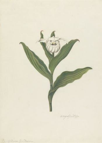 Lady's Slipper (Cypripedium Canadense, Calceolus | Free Photo - rawpixel