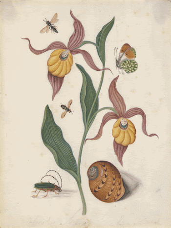 Lady's slipper orchid (Cypripedium calceolus | Free Photo - rawpixel