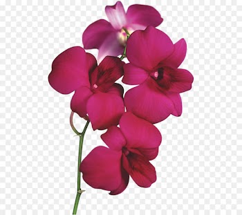 Lady's slipper orchids Flower Clip art - Transparent Red Orchid PNG Clipart 