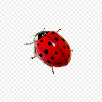 Ladybird beetle Dog Toys -  