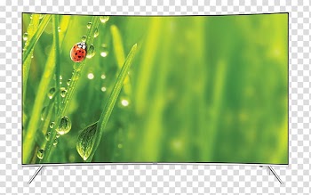 Ladybird beetle Little ladybugs , spring promotion transparent background PNG clipart
