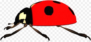 Ladybird Beetle, Sound Shocking, Katy Queen, Insect, Cap PNG