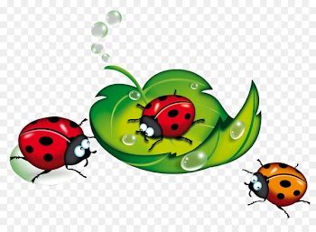 Ladybird Blog Beetle Clip art - Ladybug 