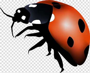 Ladybird Insect Autumn Summer Spring, others transparent background PNG clipart