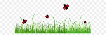 Ladybird Stock photography Clip art - Grass with Ladybugs PNG Clipart Picture 