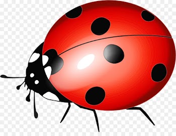 Ladybug