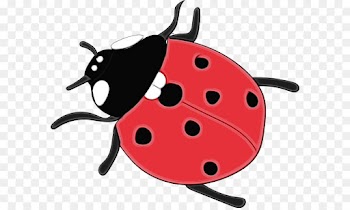 Ladybug