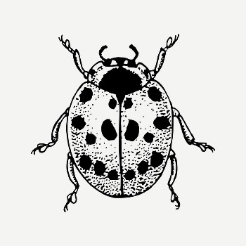 Ladybug clipart, vintage insect illustration | Free PSD Illustration - rawpixel