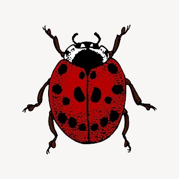 Ladybug clipart, vintage insect illustration | Free Vector Illustration - rawpixel