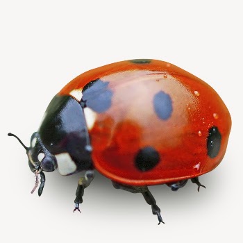 Ladybug collage element,  animal | Free PSD - rawpixel