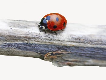 Ladybug collage element,  animal | Free PSD - rawpixel