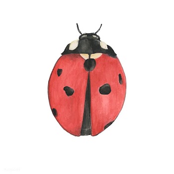 Ladybug drawing | Free stock vector - 399343