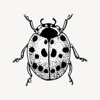 Ladybug drawing, vintage insect illustration | Free Vector Illustration - rawpixel