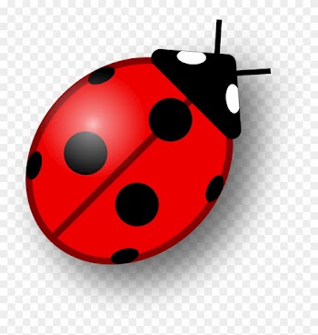 Ladybug For Clipart Ladybug On Leaf 15lptgx - Ladybug For Clipart Ladybug On Leaf 15lptgx