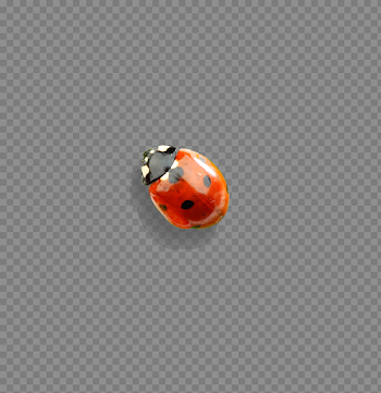 Ladybug Insect Download Transparent PNG Image
