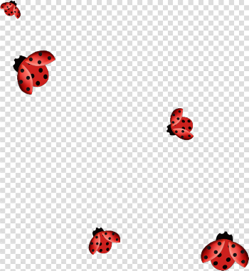 Ladybug Insect PNG Free Download