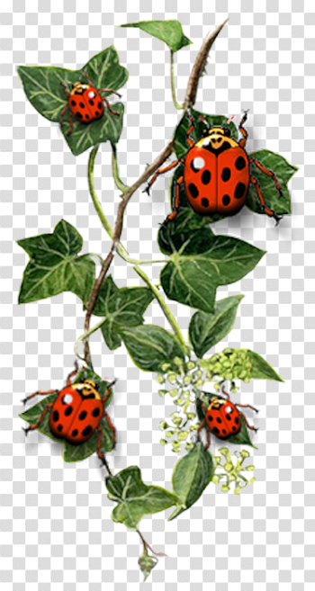 Ladybug Insect PNG High-Quality Image