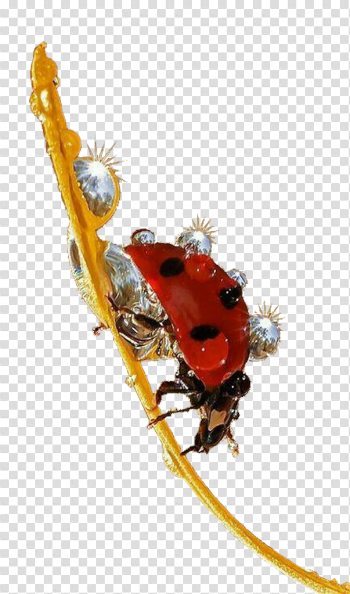 Ladybug Insect PNG Image