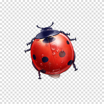 Ladybug Insect PNG Photo