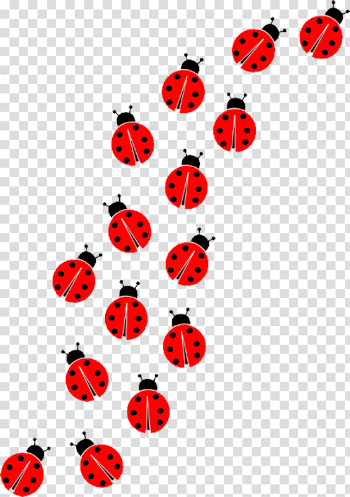 Ladybug Insect PNG Picture