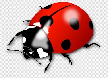 Ladybug Insect Transparent Image