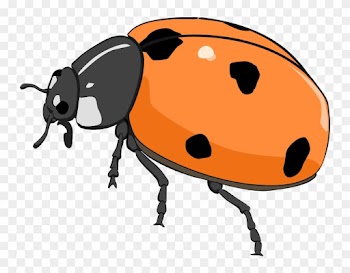 Ladybug Lady Bug Clip Art Bug Flower Leaf Branch Clipart - Orange Lady Bug Clip Art