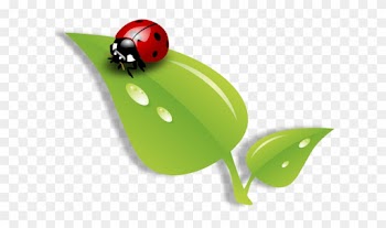 Ladybug Na Folha Ladybug On Lea - Ladybug On Leaf Png