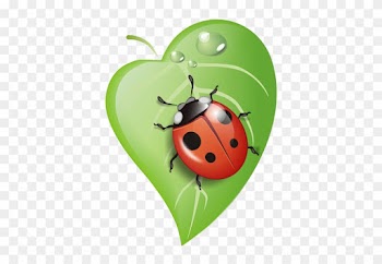 Ladybug On Leaf - Lady Bug Clipart